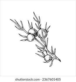 Vector Juniper branch line illustration. botanical illustration