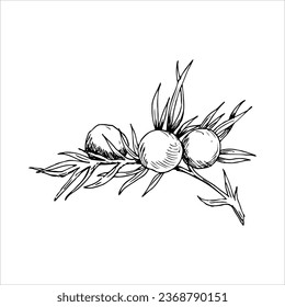 Vector Juniper branch line illustration. botanical illustration