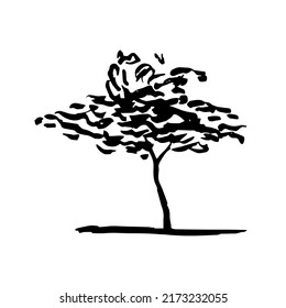 Vector juniper tree hand drawn clip art. Hand drawn juniper ink sketch isolated