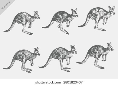 Vector Kangaroo hand drawn sketch vector illustration. Vintage Kangaroo Animals set engraving style isolated on white background, vector illustrations 