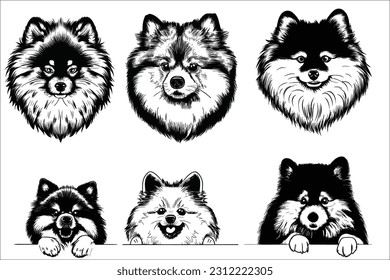 Vector Keeshond Dog Head Design