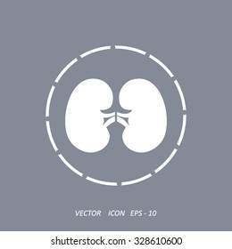 Vector kidney icon.