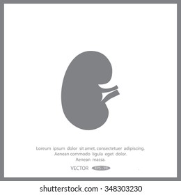 Vector kidney icon.