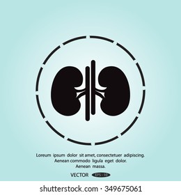 Vector kidney icon.
