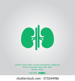 Vector kidney icon.