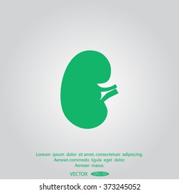 Vector Kidney Icon.