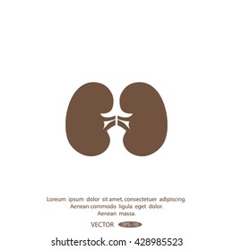 Vector kidney icon.
