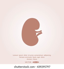Vector kidney icon.