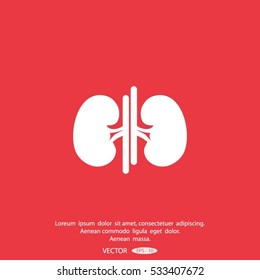 Vector Kidney Icon.