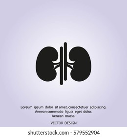 Vector kidney icon.