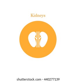 Vector kidney icon. Human interrnal abdomen organs