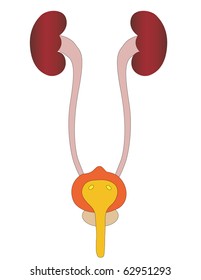 Vector of a kidney and uric the person in a cut