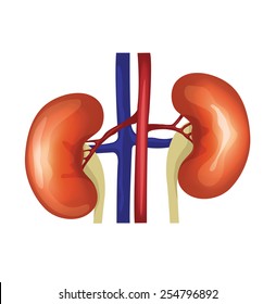 Vector kidneys illustration