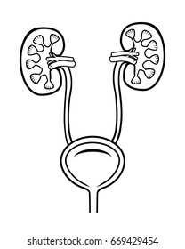 Vector of the kidneys of the urinary tract and bladder on a white background