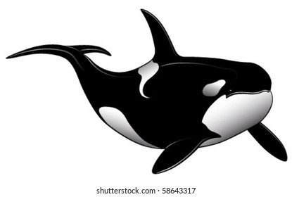 Vector Killer whale represented in the form of a tattoo.