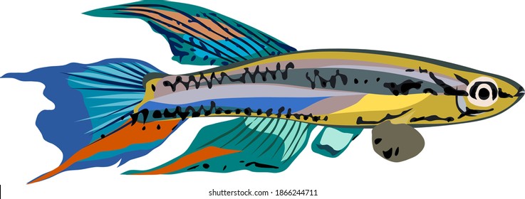 Vector of a killifish isolated on white background