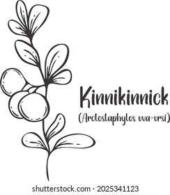 Vector of Kinnikinnick (Arctostaphylos uva-ursi) with jar hand drawn sketch style. Drawing element design. Used for menu, poster, banner, label, logo or printed t-shirts, etc.