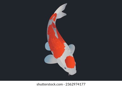 Diseño de pescado de koi vectorial. Kohaku tipo de pez koi