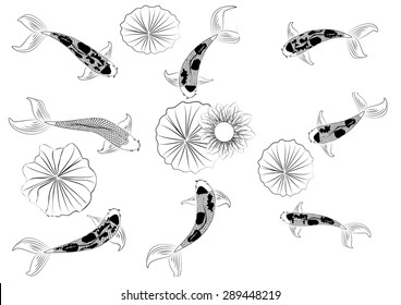 Vector koi fish and lotus flower,colorful koi carp swimming in a pool with aquatic plants and water ripples on  background