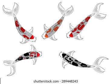 Vector koi fish and lotus flower,colorful koi carp swimming in a pool with aquatic plants and water ripples on  background
