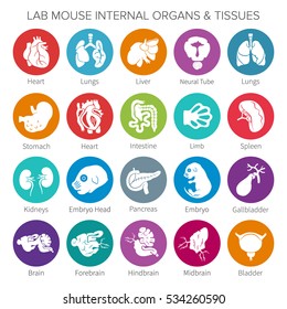 Vector Lab Mouse Internal Organs And Tissues Iconset