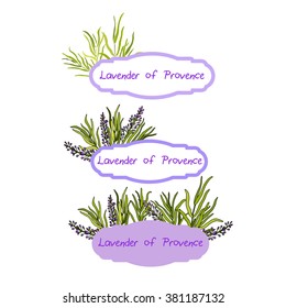 vector label card with lavender Provence
