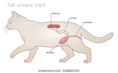 Vector labeled veterinarian diagram of cat`s urinary tract.