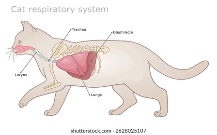 Vector labeled veterinarian diagram of cat`s respiratory system.
