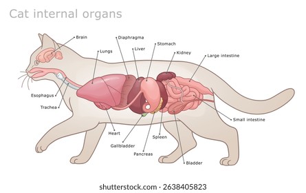 Vector labeled veterinarian diagram of cat`s main internal organs. 