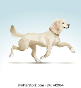 Vector Labrador Retriever Dog Isolated on White Background