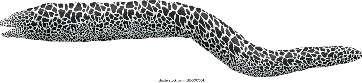 vector  laced moray eel illustration