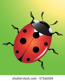 Vector ladybird