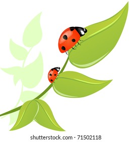 Vector Ladybird