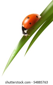Vector. Pájaro pájaro sobre el césped con gotas de agua.