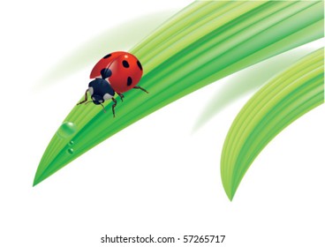 Vector. Ladybird on grass with water drops.