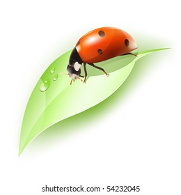 Vector. Ladybird on leaf with water drops.