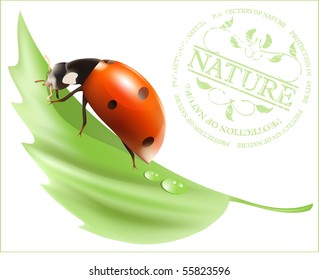 Vector. Pajarito en la hoja con gotas de agua.