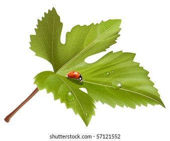 Vector. Ladybird on leaf with water drops.