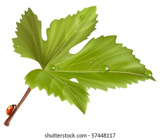 Vector. Ladybird on leaf with water drops.