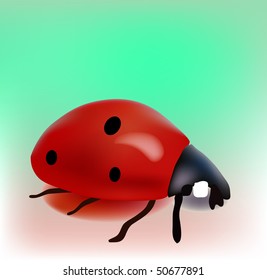 Vector Ladybug
