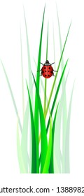Vector ladybug in green grass. Isolation over white background.