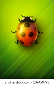 vector ladybug illustration