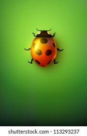 vector ladybug illustration