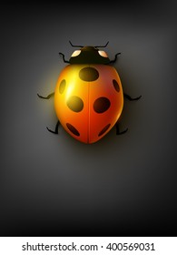 vector ladybug illustration
