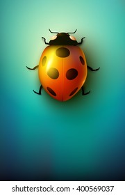 vector ladybug illustration