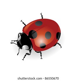 Vector ladybug isolated
