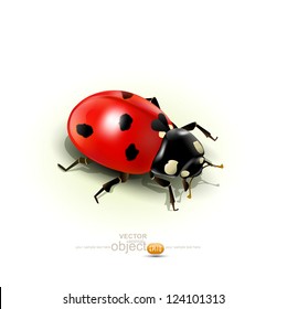 Vector ladybug, isolated on white background