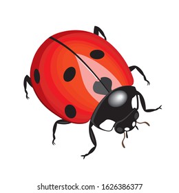 Vector ladybug isolated on white background