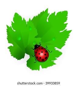 vector ladybug on green leaf