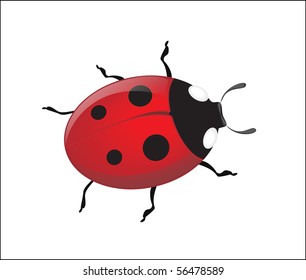 Vector ladybug on a white background